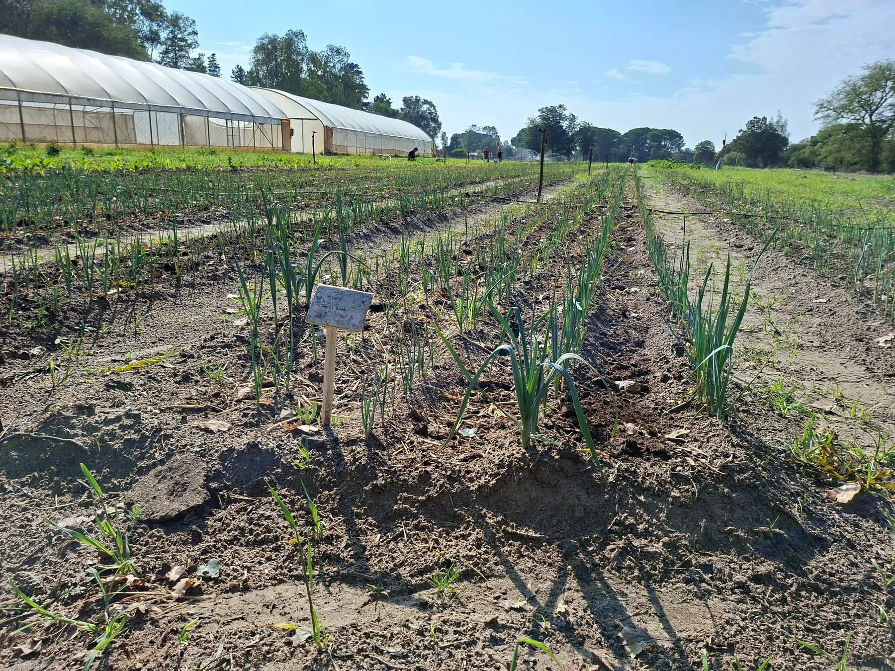 Beds of young leeks in dark soil with a hand-written row marker, the farm's tunnel greenhouse behind them.