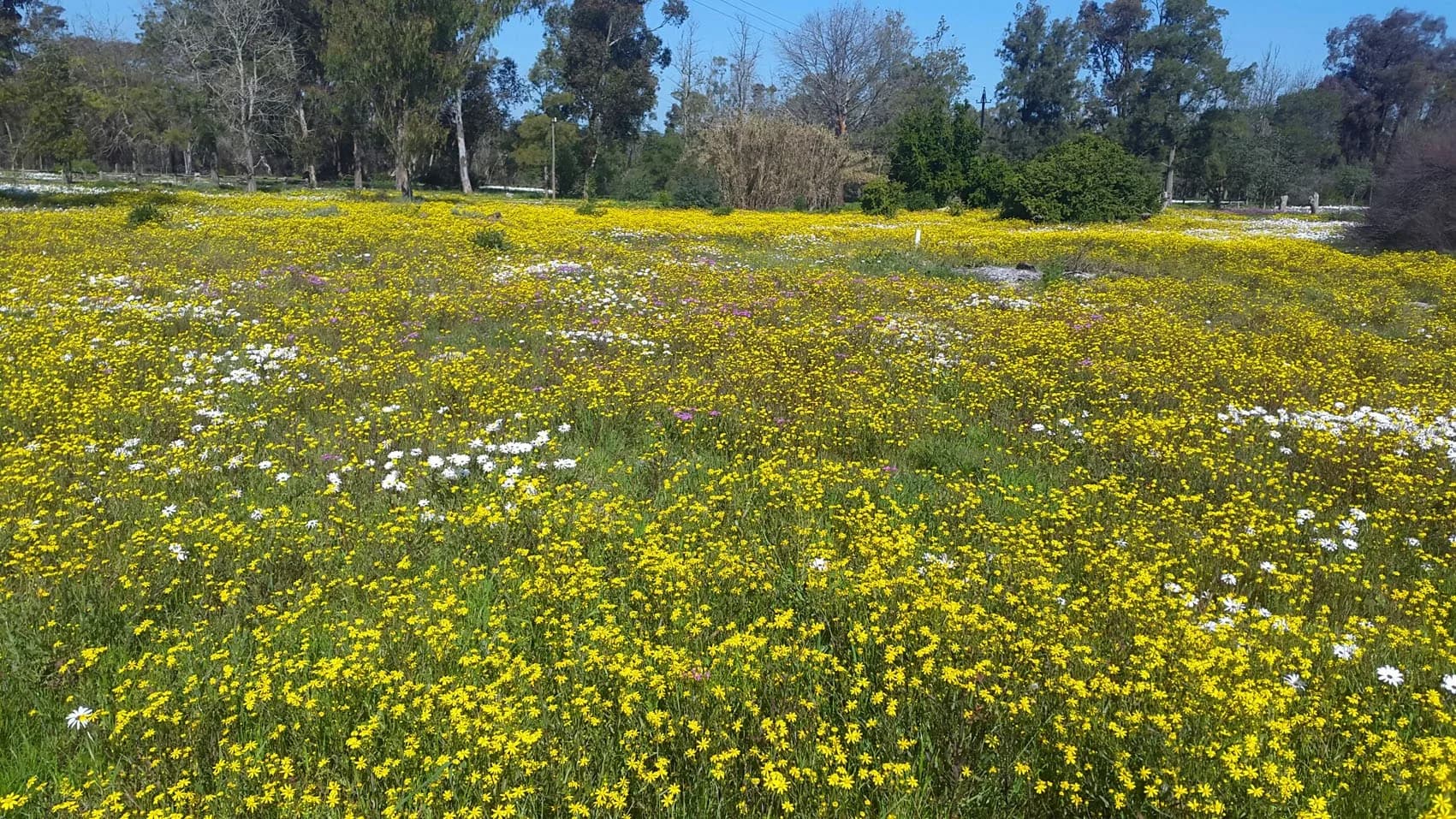 Fields of yellow, white and pink daisies in full flower at Camphill Village, with tall gum trees and blue sky behind them.