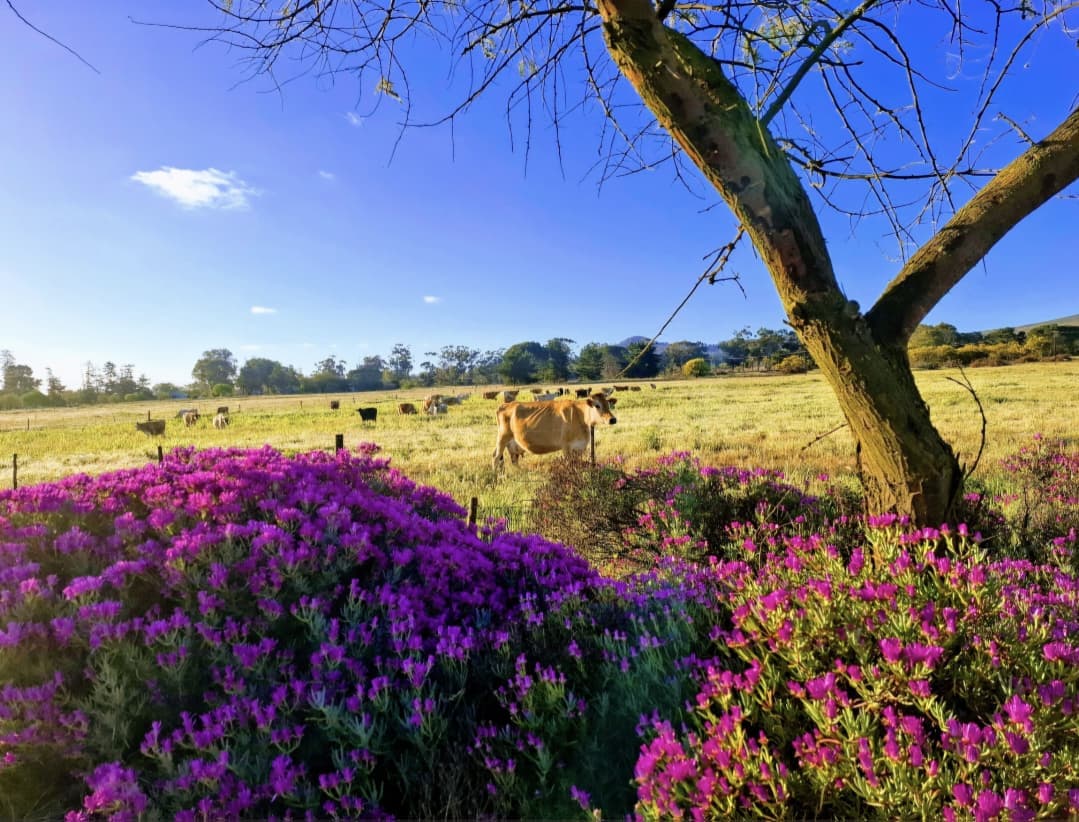 field of flowers and blue sky