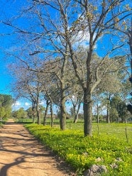 Gravel road with trees